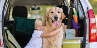 Hundetransport im Auto