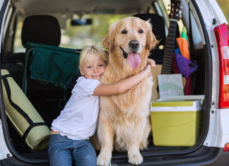 Hundetransport im Auto