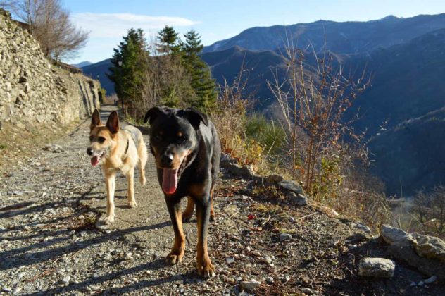 Ligurien mit Hund: Rottifreundlicher Ersatz für Frankreich