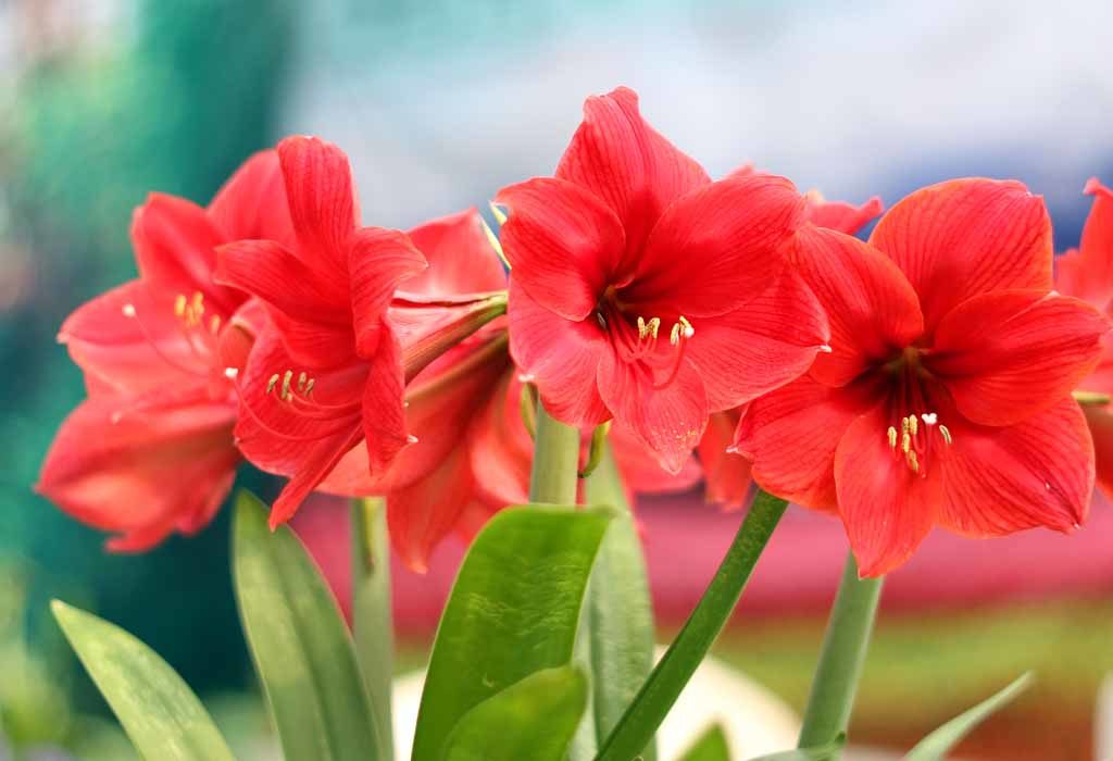 Giftige Zimmerpflanzen für Hunde - Amaryllis