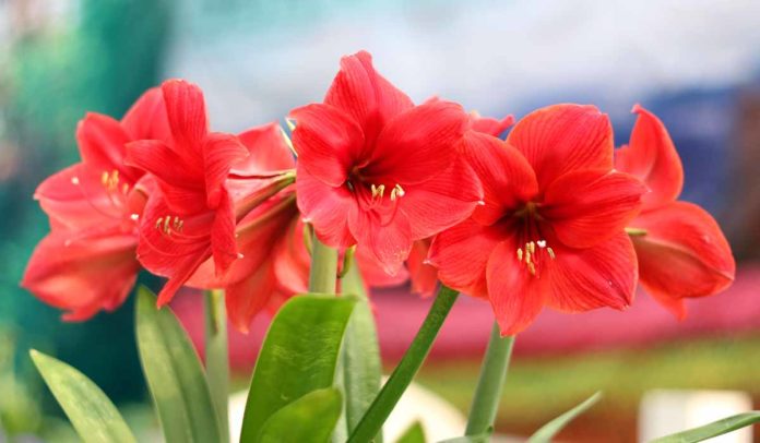 Giftige Zimmerpflanzen für Hunde - Amaryllis