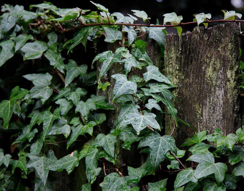 Giftige Zimmerpflanzen für Hunde - Efeu