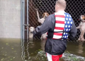 Hurrikan Florence-Helfer rettet 6 Hunde vor dem Ertrinken