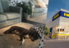 Auf alles eingerichtet: IKEA-Catania rettet Hunde vor dem Sturm