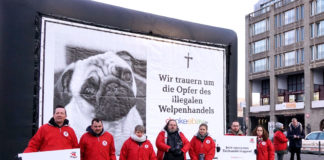 Köln: Protest gegen anonymen Welpenhandel auf eBay Kleinanzeigen