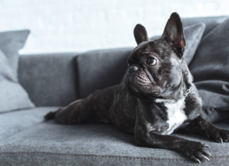 Hundeportrait Französische Bulldoge