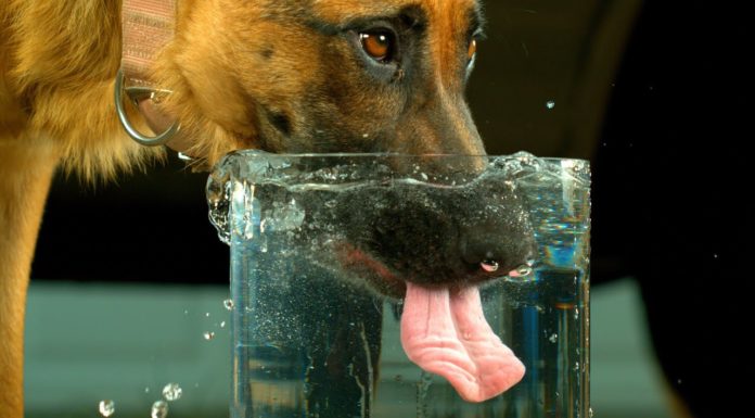 Wie trinken Hunde wirklich? Überraschung garantiert.