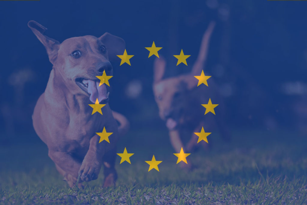 Europawahl 2019: Deine Stimme für den Tierschutz!