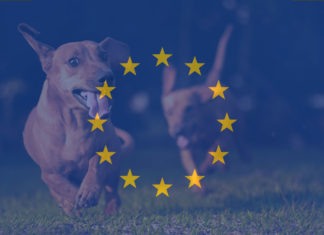 Europawahl 2019: Deine Stimme für den Tierschutz!