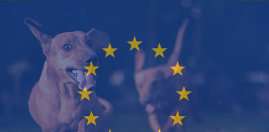 Europawahl 2019: Deine Stimme für den Tierschutz!