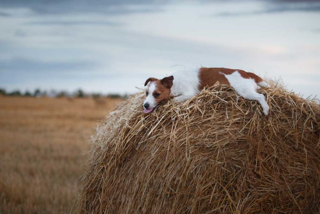 Was weißt Du über Hunde - Das Quiz