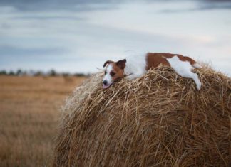 Was weißt Du über Hunde - Das Quiz