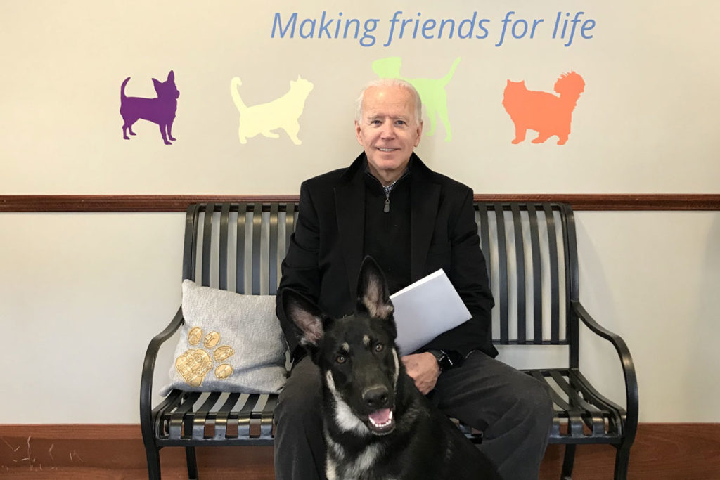 Mit Biden zieht der erste First Dog aus dem Tierheim ins Weiße Haus